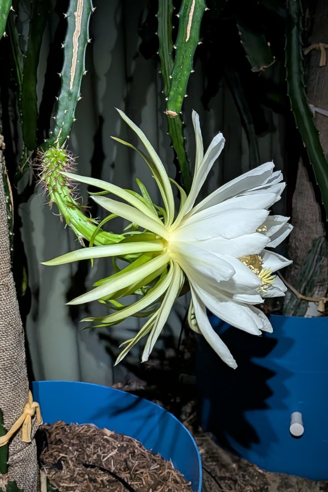 Day Flower